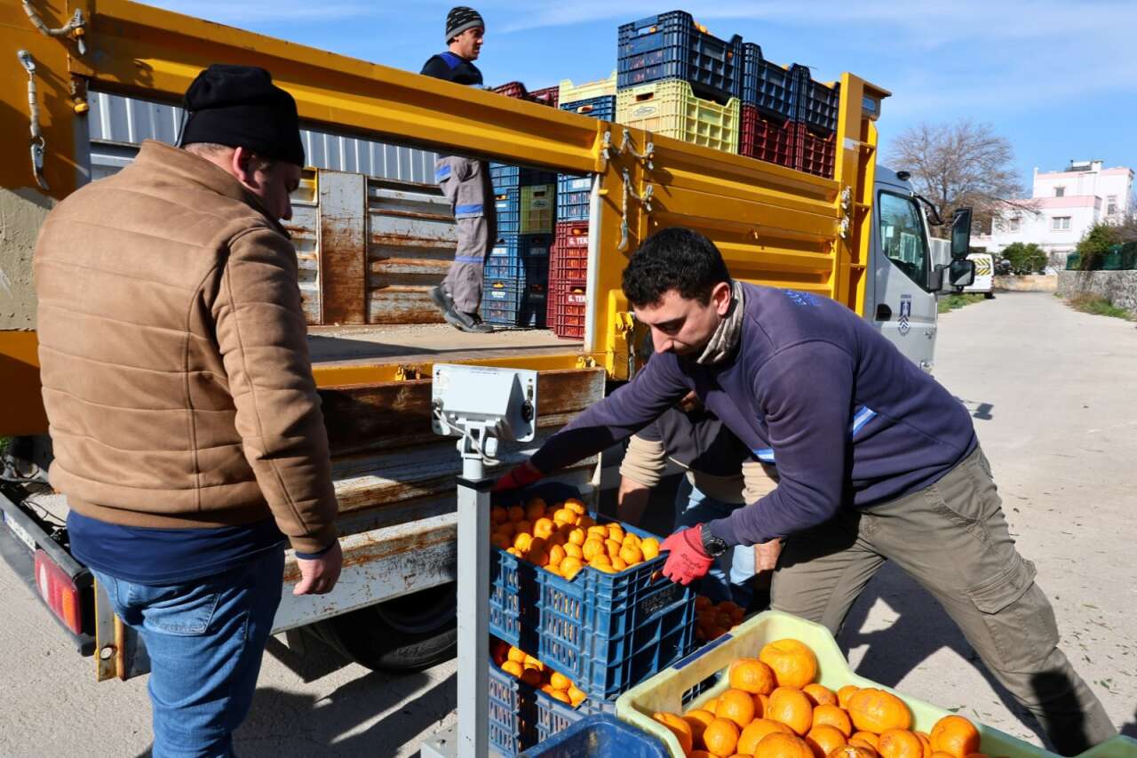 Bodrum’da Mandalin Üreticisine 5 Milyon TL’lik Destek 4